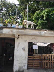 Manchas on the roof
