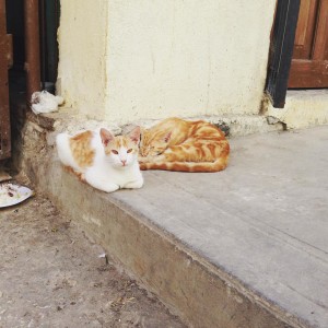 Cuba Street Cats!